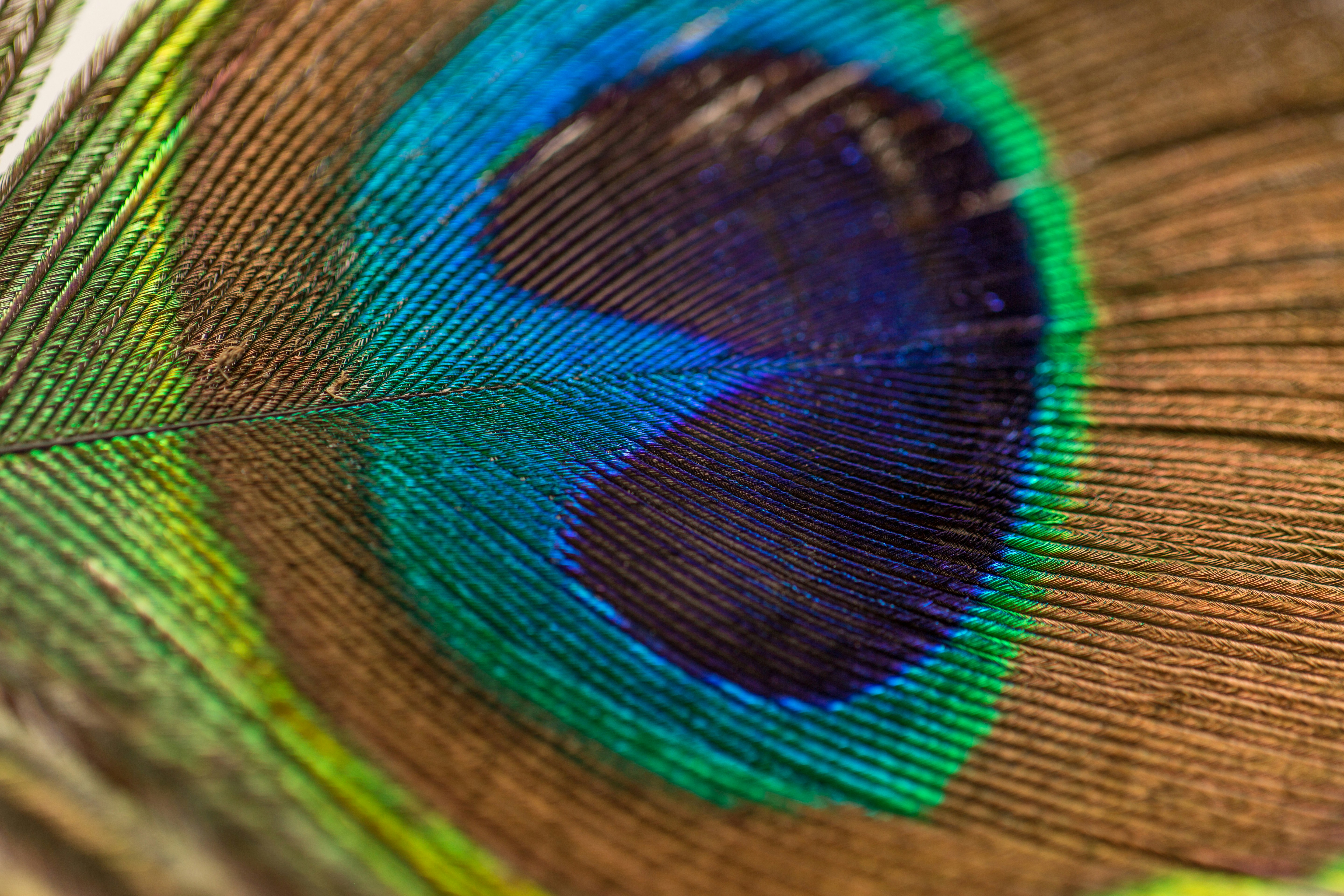 Close-up of what looks to be a colorful feather