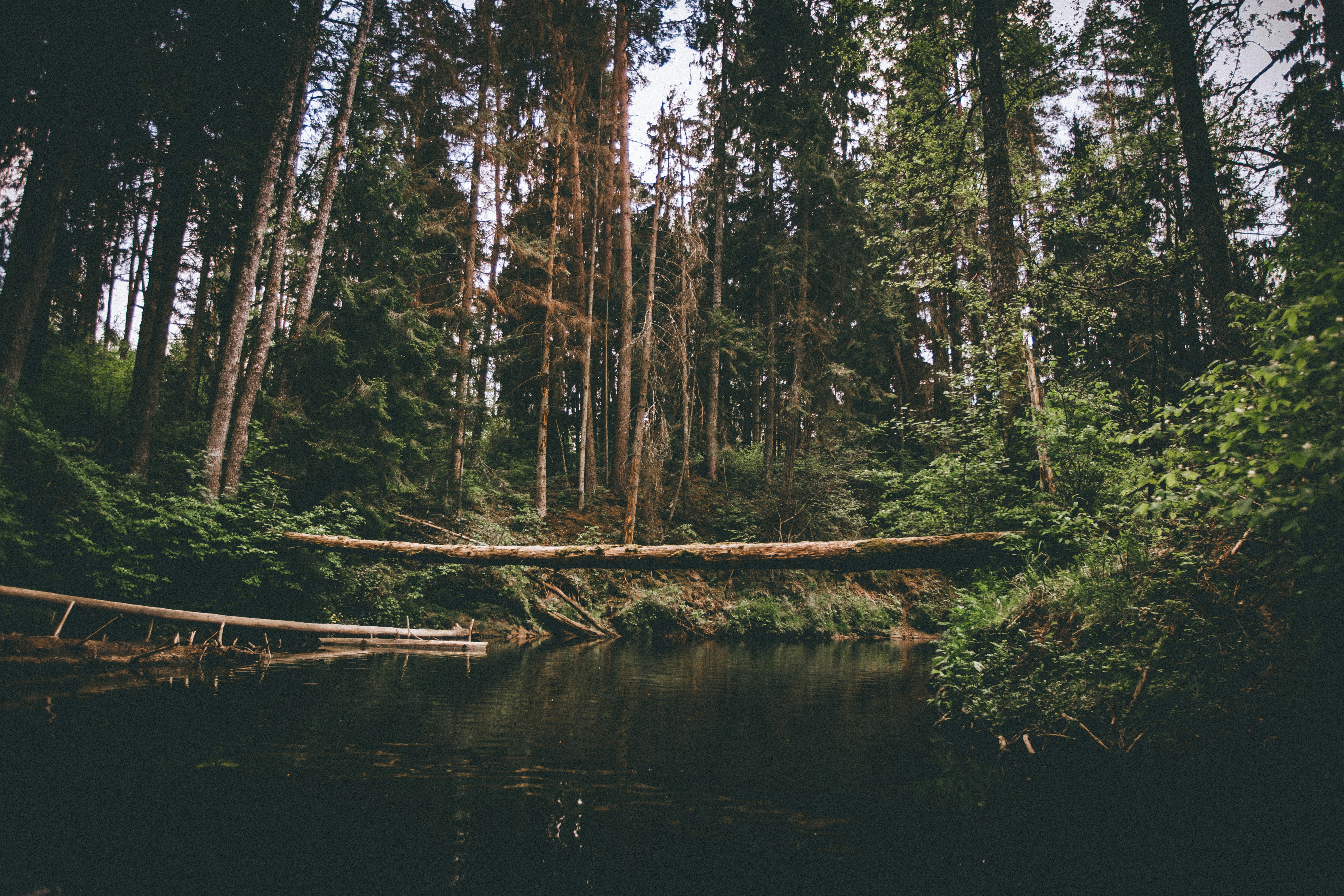 Calm lake surrounded green trees