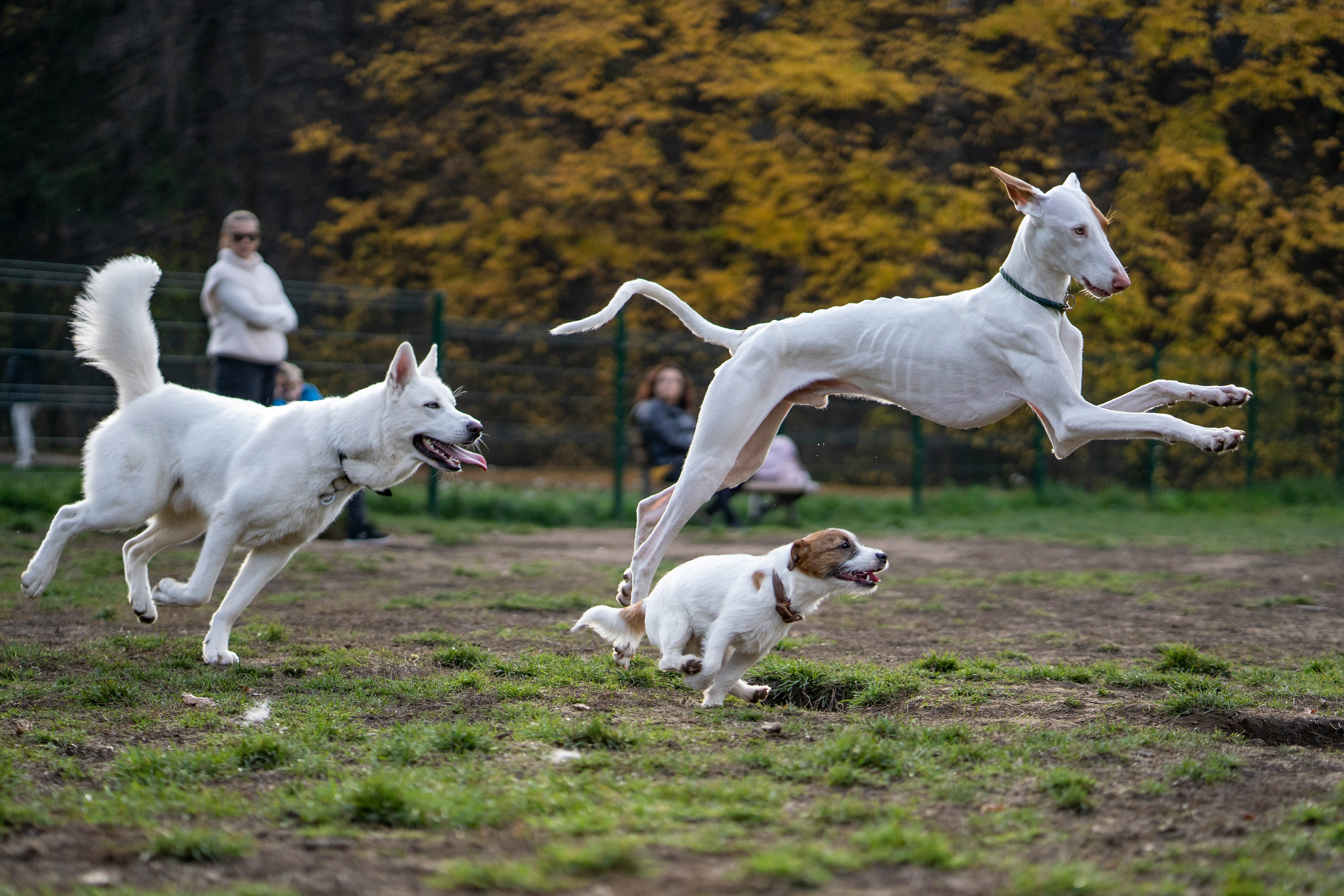 Dog leaping with two other dogs