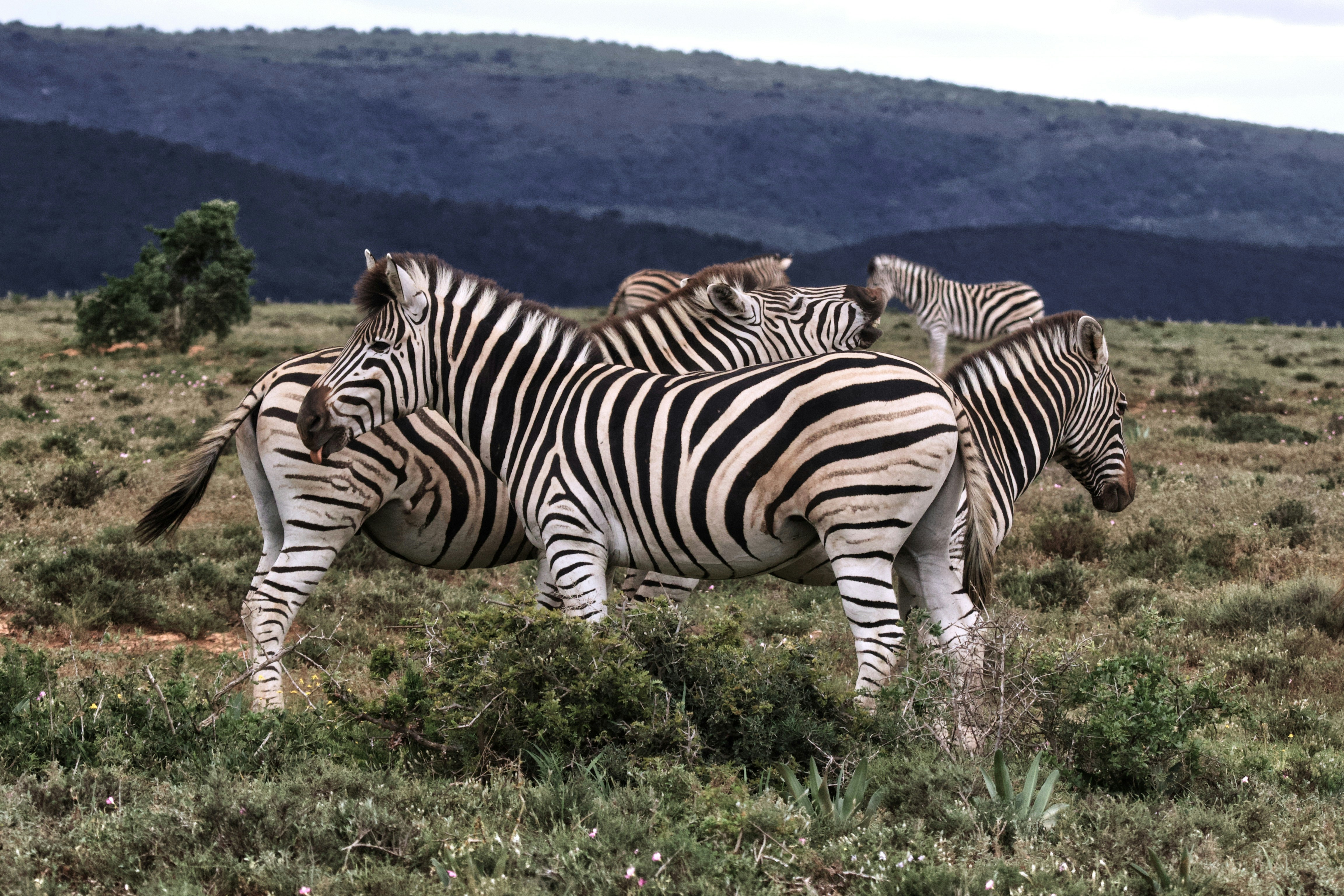 Several zebra together